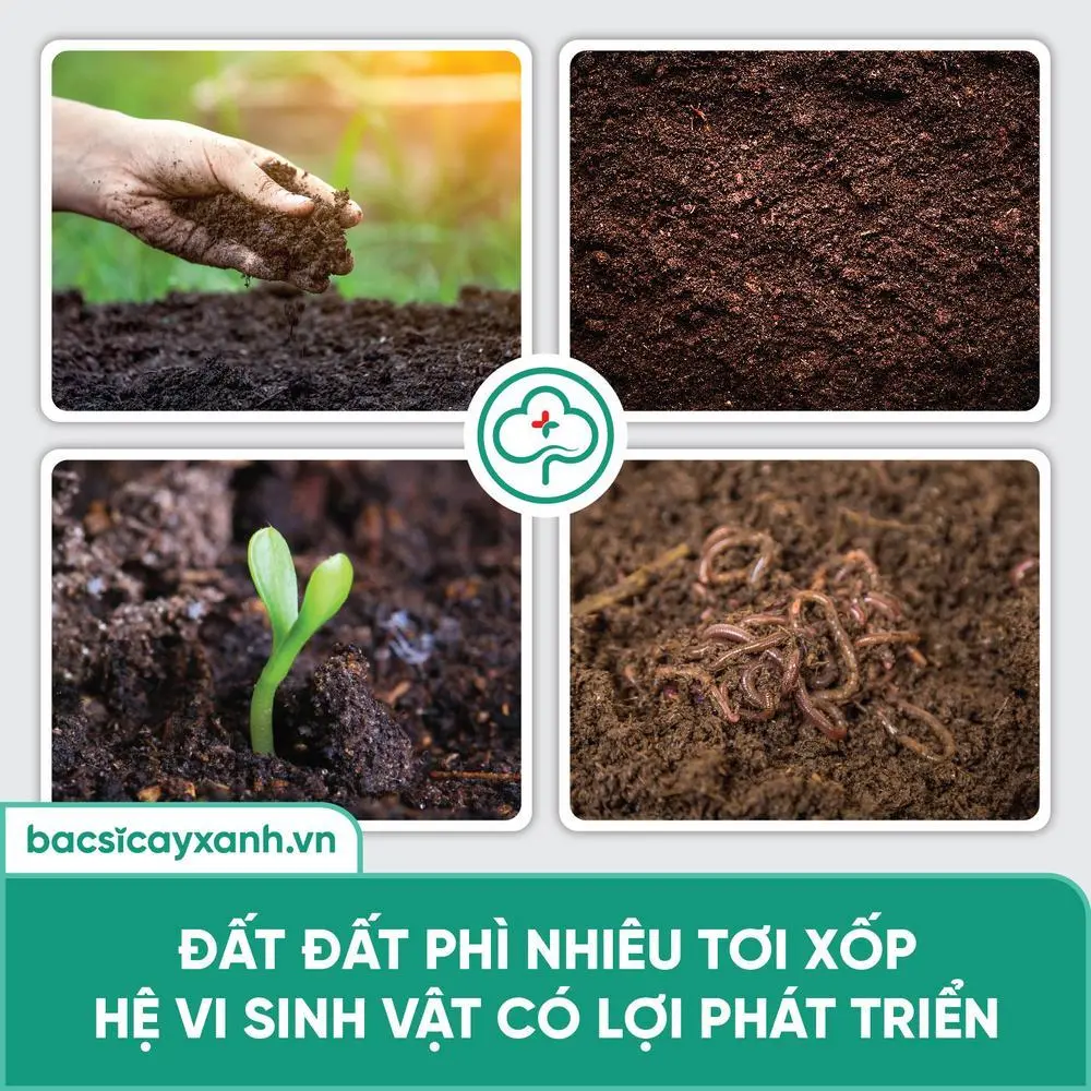 Sử dụng Combo Siêu kích rễ (BS21 + BS30) giúp duy trì độ phì nhiêu của đất, bảo vệ hệ vi sinh vật có lợi trong đất